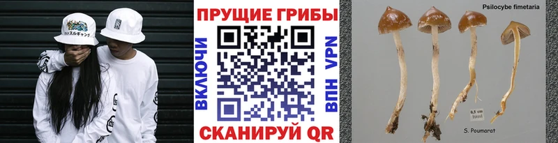 mega ссылки  Шилка  Псилоцибиновые грибы Magic Shrooms  цены  
